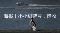 海報丨小小綠豌豆，增收“金豆豆”