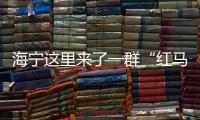 海寧這里來了一群“紅馬甲”，送上“冬日溫暖”