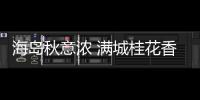 海島秋意濃 滿城桂花香