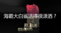 海霸大白鯊活得很瀟灑？帶你從它的角度了解背后的殘酷