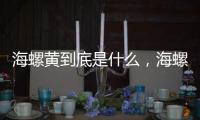 海螺黃到底是什么，海螺黃能吃嗎（海螺內臟不要吃）