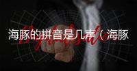 海豚的拼音是幾聲（海豚的拼音）