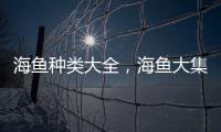 海魚種類大全，海魚大集合，認識美味海魚