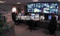 濟南貓咪領(lǐng)養(yǎng)