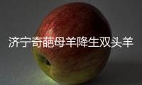 濟寧奇葩母羊降生雙頭羊      兩個耳朵四只眼