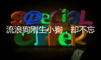 流浪狗剛生小狗，卻不忘照顧小白狗，去世好友的孩子，再苦也要養