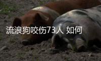 流浪狗咬傷73人 如何防寵物狗咬人？