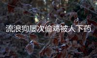 流浪狗屢次偷雞被人下藥，唯有小狗不忘媽媽，離別一幕令人傷感