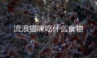 流浪貓咪吃什么食物