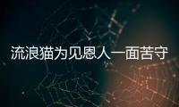 流浪貓為見恩人一面苦守公交站：哪怕只剩一條腿，我也要追上你