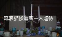 流浪貓慘遭新主人虐待  真的無法直視