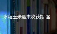 水稻玉米迎來收獲期 各地高效搶收保顆粒歸倉