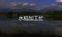 水稻加工忙