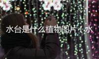 水臺是什么植物圖片（水臺）