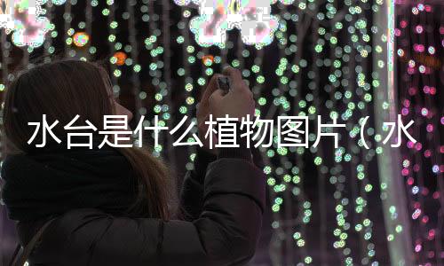 水臺是什么植物圖片（水臺）