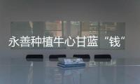 永善種植牛心甘藍“錢”景好