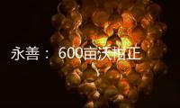 永善： 600畝沃柑正飄香
