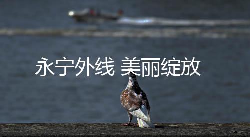永寧外線 美麗綻放