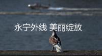 永寧外線 美麗綻放