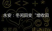 永安：冬閑田變“增收田” 冬種馬鈴薯助增收