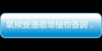 氣候變遷破壞植物香調，香奈兒等經典名牌香水尋找「永續種植」解方