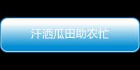 汗灑瓜田助農忙