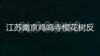 江蘇南京雞鳴寺櫻花樹反季節(jié)開花 專家：氣溫較高 櫻花樹出現(xiàn)“錯覺”