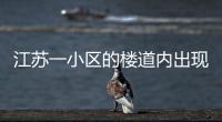 江蘇一小區的樓道內出現一只身長70多厘米的鱷魚 疑似居民家養