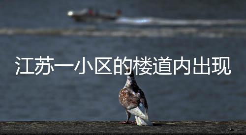 江蘇一小區的樓道內出現一只身長70多厘米的鱷魚 疑似居民家養