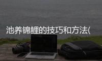 池養(yǎng)錦鯉的技巧和方法(錦鯉怎么養(yǎng)大)