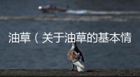 油草（關于油草的基本情況說明介紹）