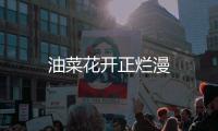 油菜花開正爛漫