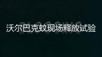 沃爾巴克蚊現場釋放試驗