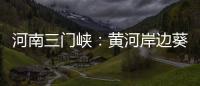 河南三門峽：黃河岸邊葵花花海引客來