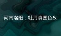 河南洛陽：牡丹真國色 古都綻風華