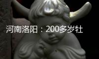 河南洛陽：200多歲牡丹爭奇斗艷 盡顯“花王”風采
