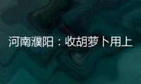 河南濮陽：收胡蘿卜用上了“北斗”導航