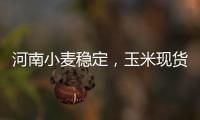 河南小麥穩定，玉米現貨偏強