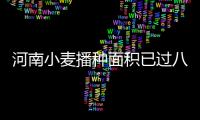 河南小麥播種面積已過八成