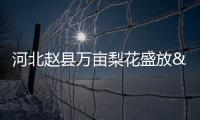 河北趙縣萬畝梨花盛放 春日限定款美景吸引八方游客