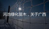 河池綠化苗木，關于廣西河池樹種詳細情況