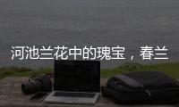 河池蘭花中的瑰寶，春蘭的風(fēng)采與魅力
