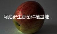 河池野生香菌種植基地，關(guān)于河池野生香菌詳細(xì)情況