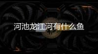 河池龍江河有什么魚