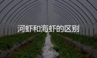 河蝦和海蝦的區(qū)別