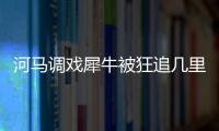 河馬調戲犀牛被狂追幾里地 兩個小短腿快速跑動的樣子讓人捧腹