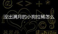 沒出滿月的小狗拉稀怎么辦啊(未滿月的小狗拉的有點稀怎么辦)