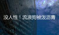 沒人性！流浪狗被潑瀝青