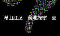 滿山紅葉，遍地綠樹－臺灣少棒五十年