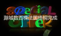 滁城數百棵法國梧桐完成“整形”_